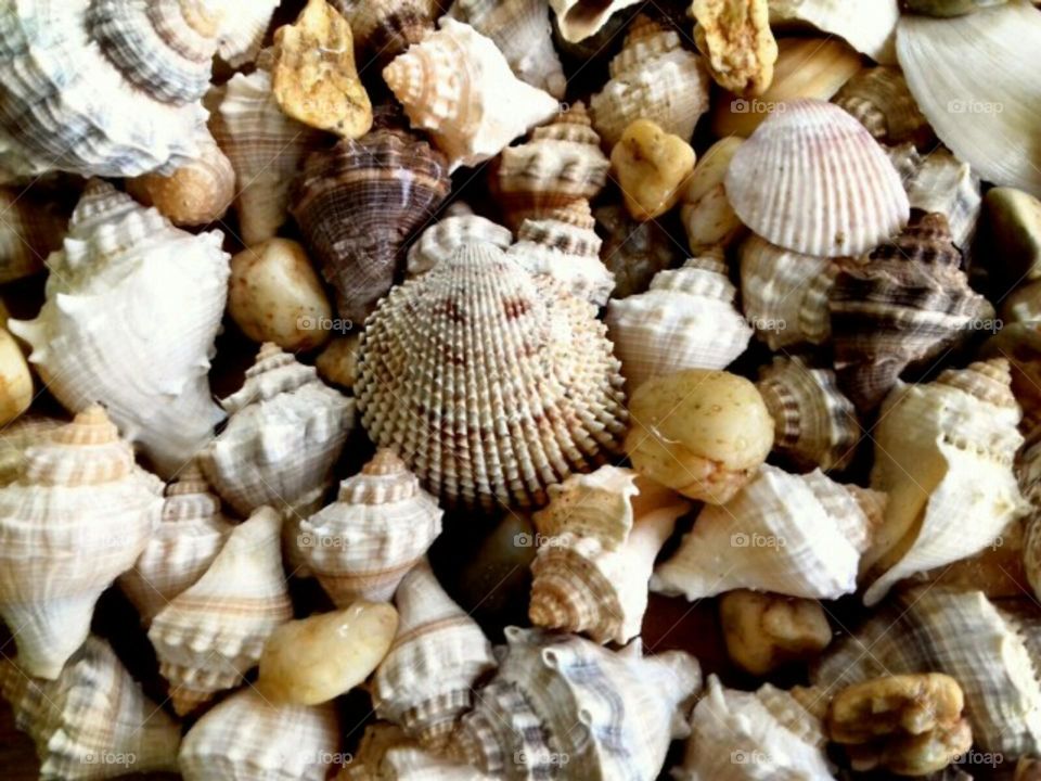sea shells