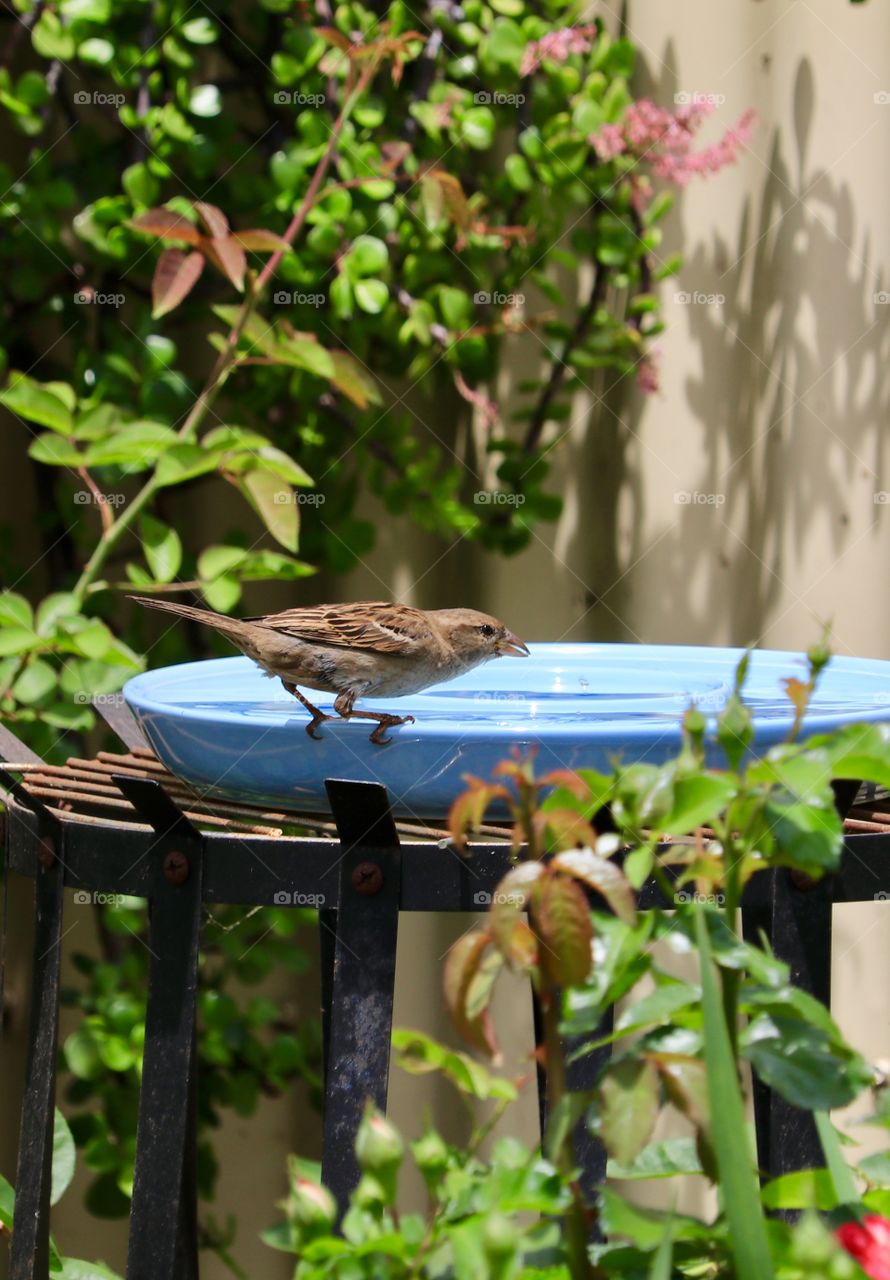 Lone sparrow drinking water out of blue birdbath in backyard garden