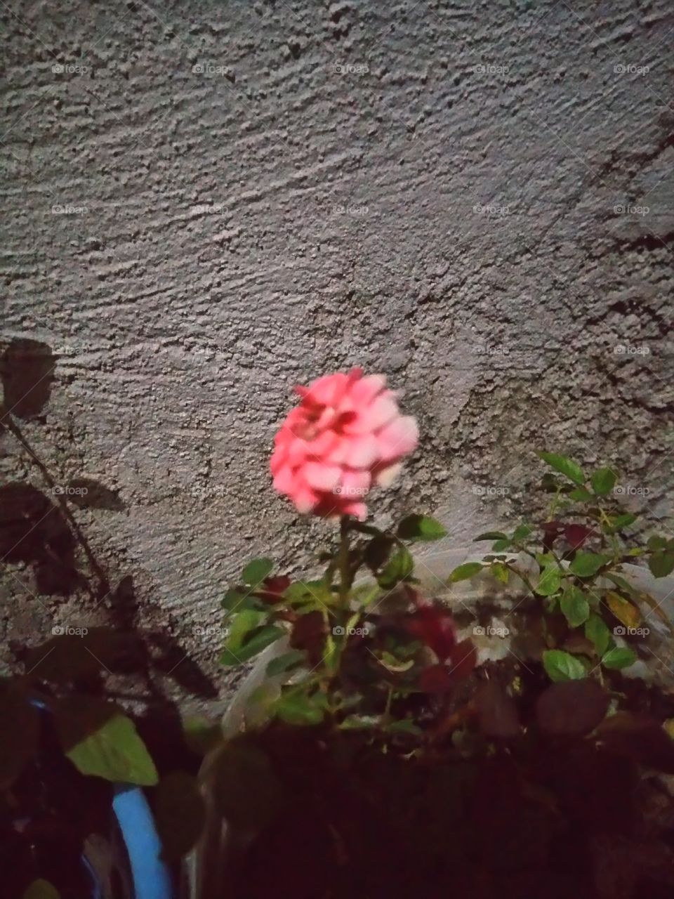 rose in a pot