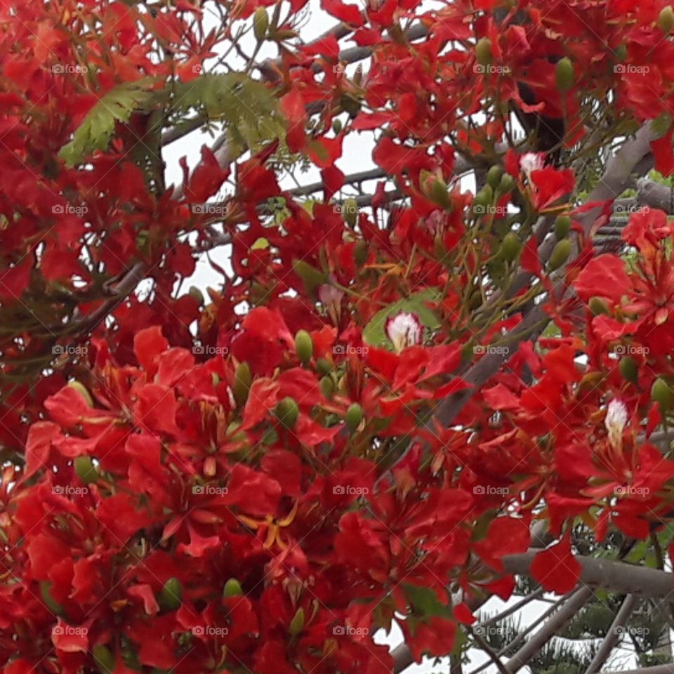 red flowers
