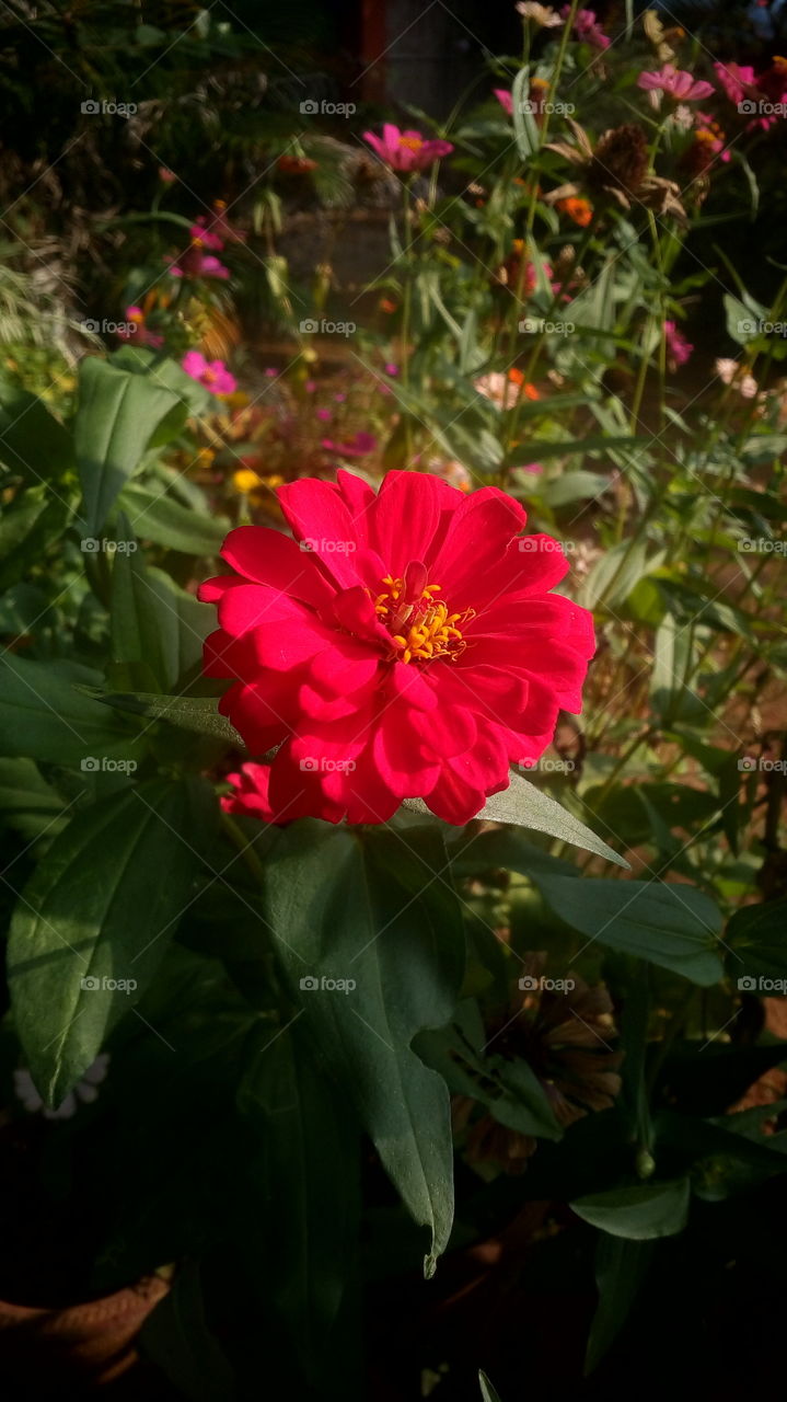 the beautiful red color flower in my garden