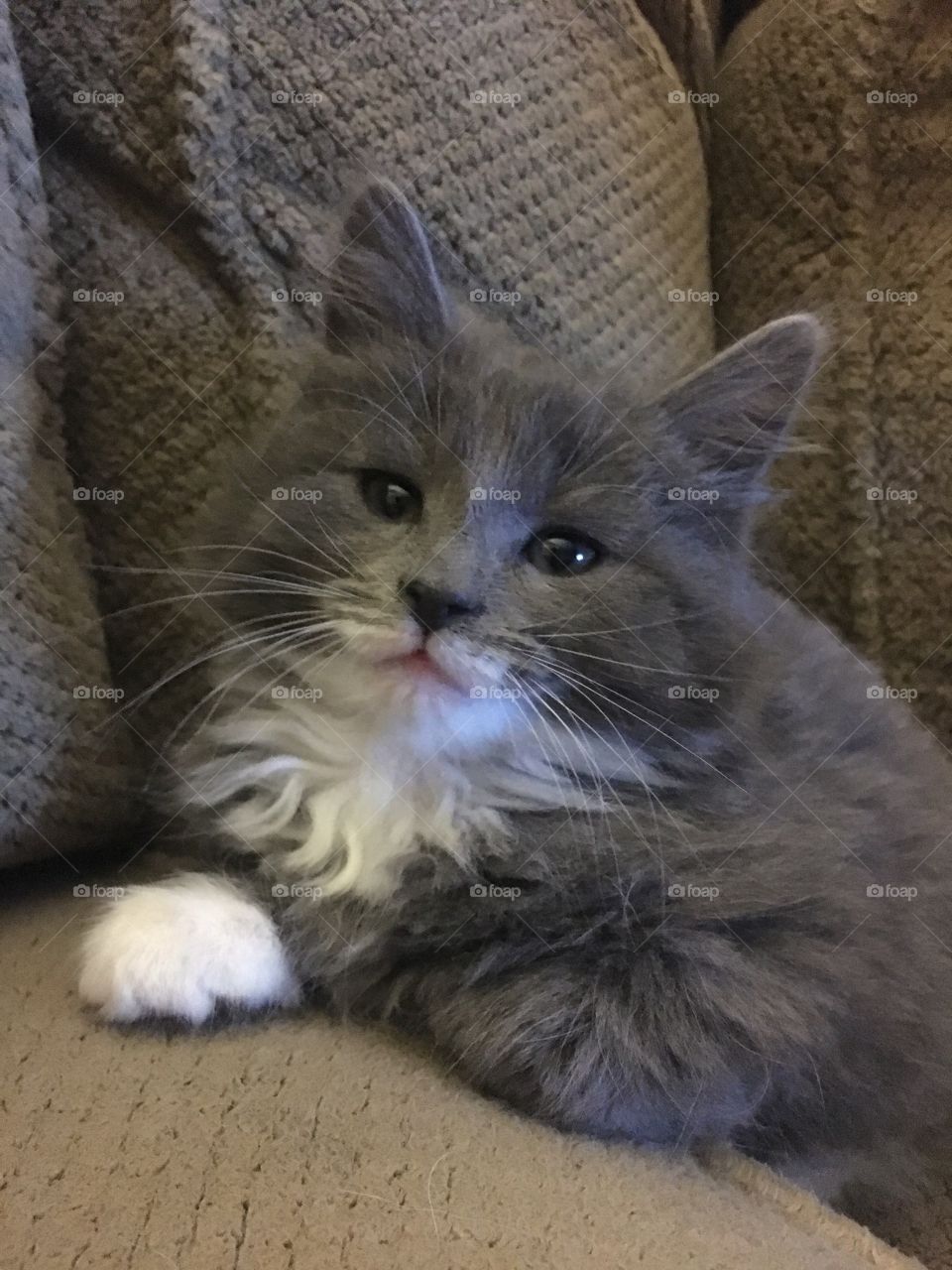 Little Gray Kitten is totes adorbs. 