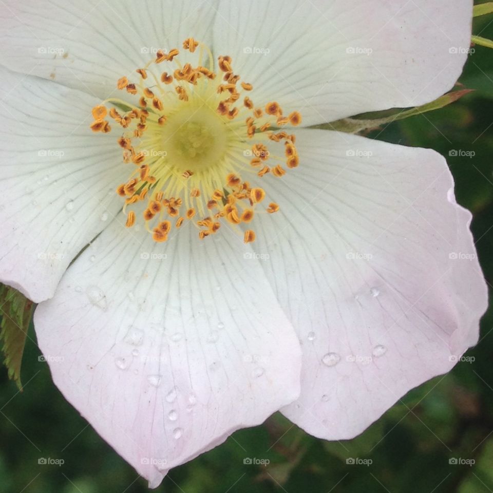 Rosehip. A close-up of a rosehip after a rainfall. 