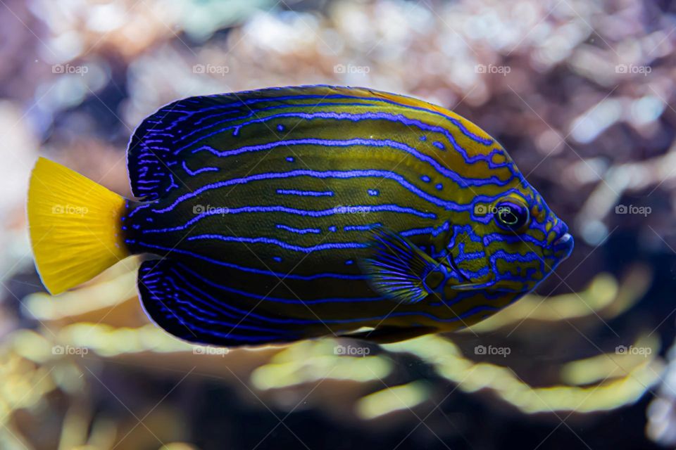 Beautiful and cute fish