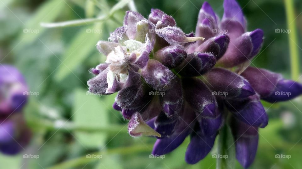 wisteria flower