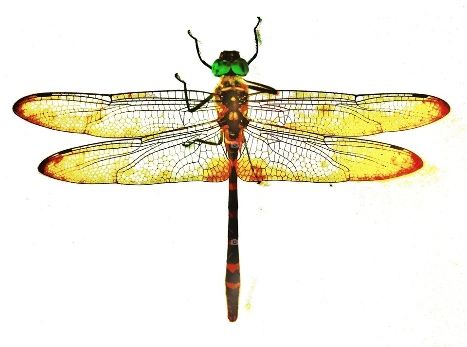 dragonfly,white background