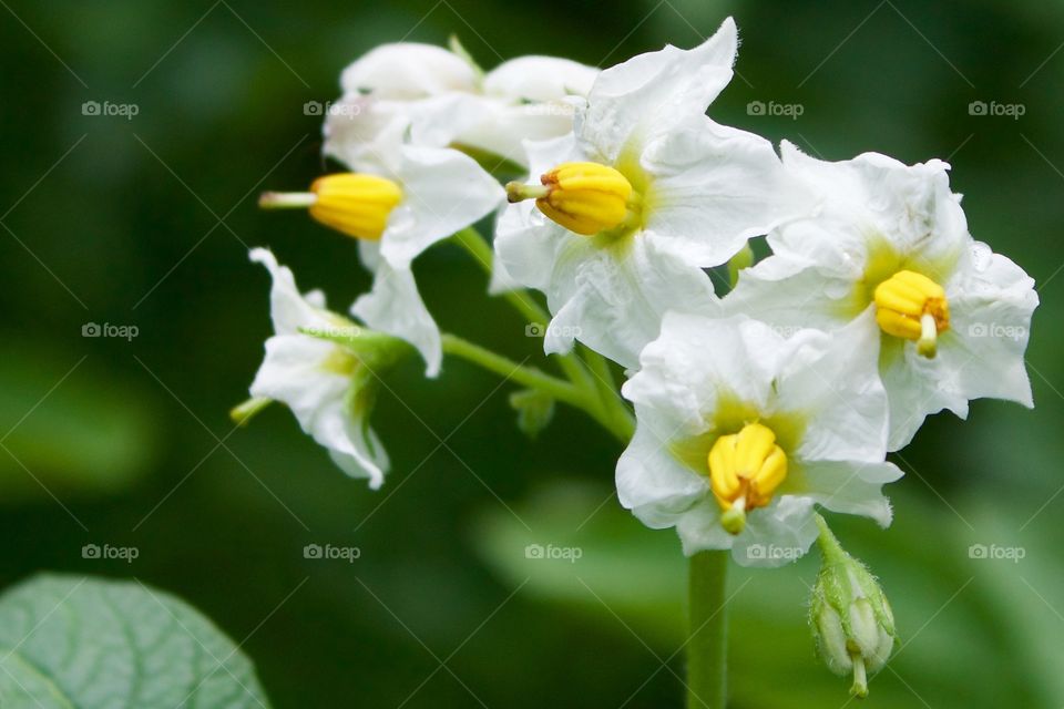 Potato plant blossoms