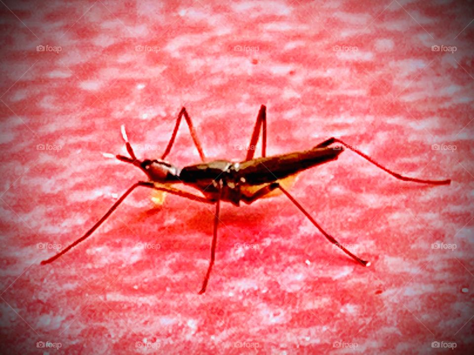 Blood mosquito walk 