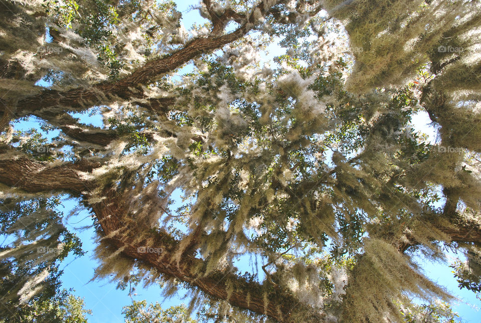 Spanish moss on branches