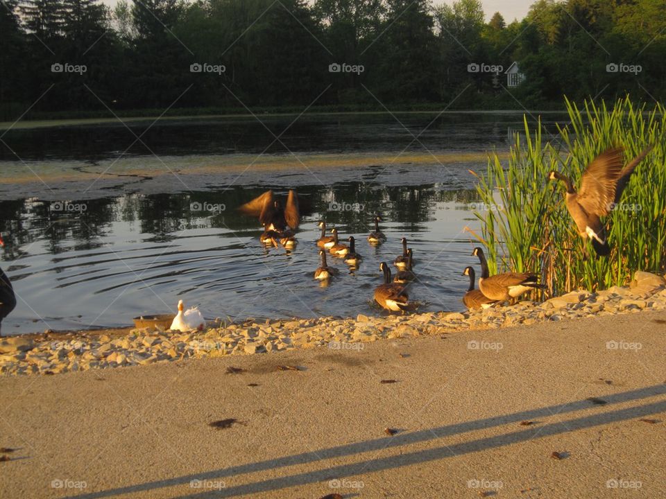 Ducks on a Summer Day