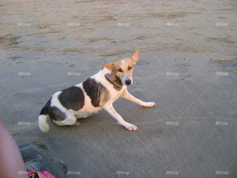 Paws for the beach