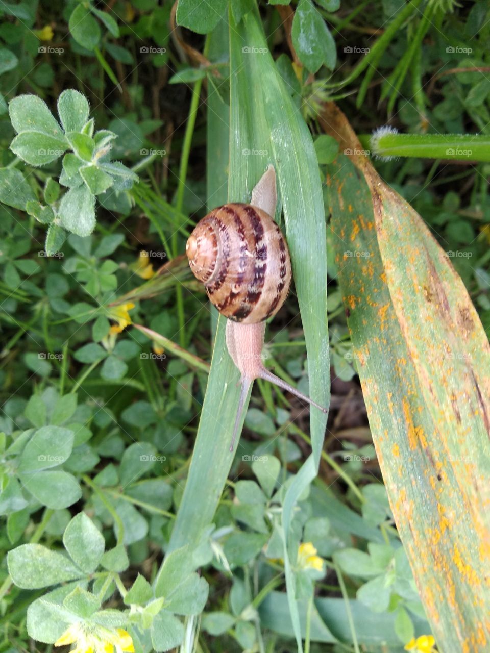 Snail