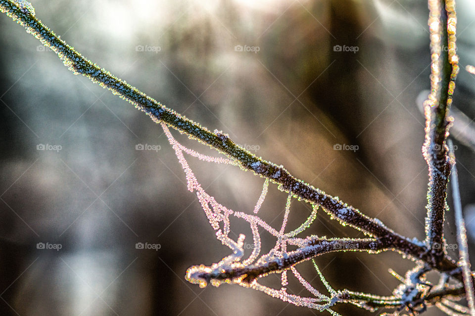 Frost on branch