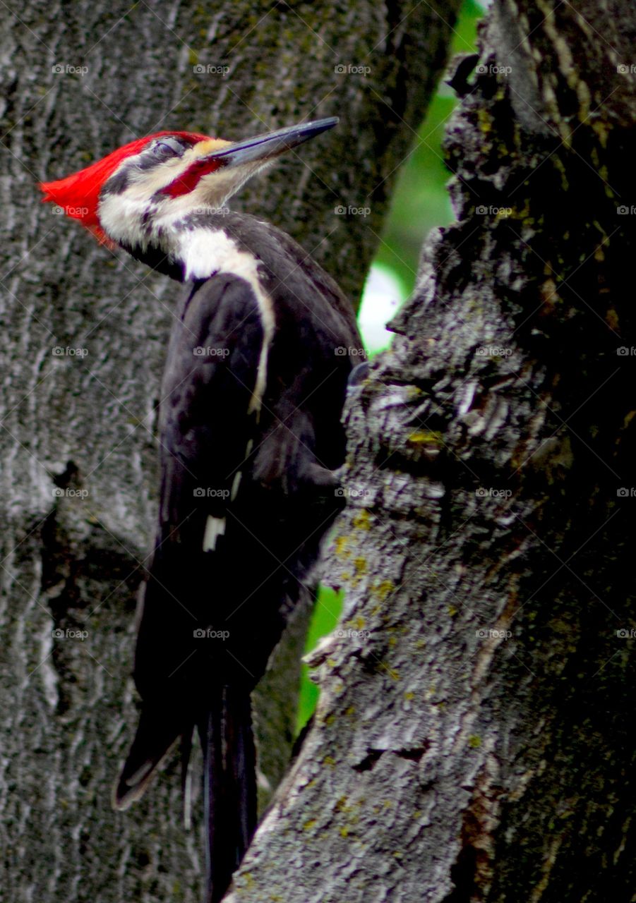 Woodpecker 