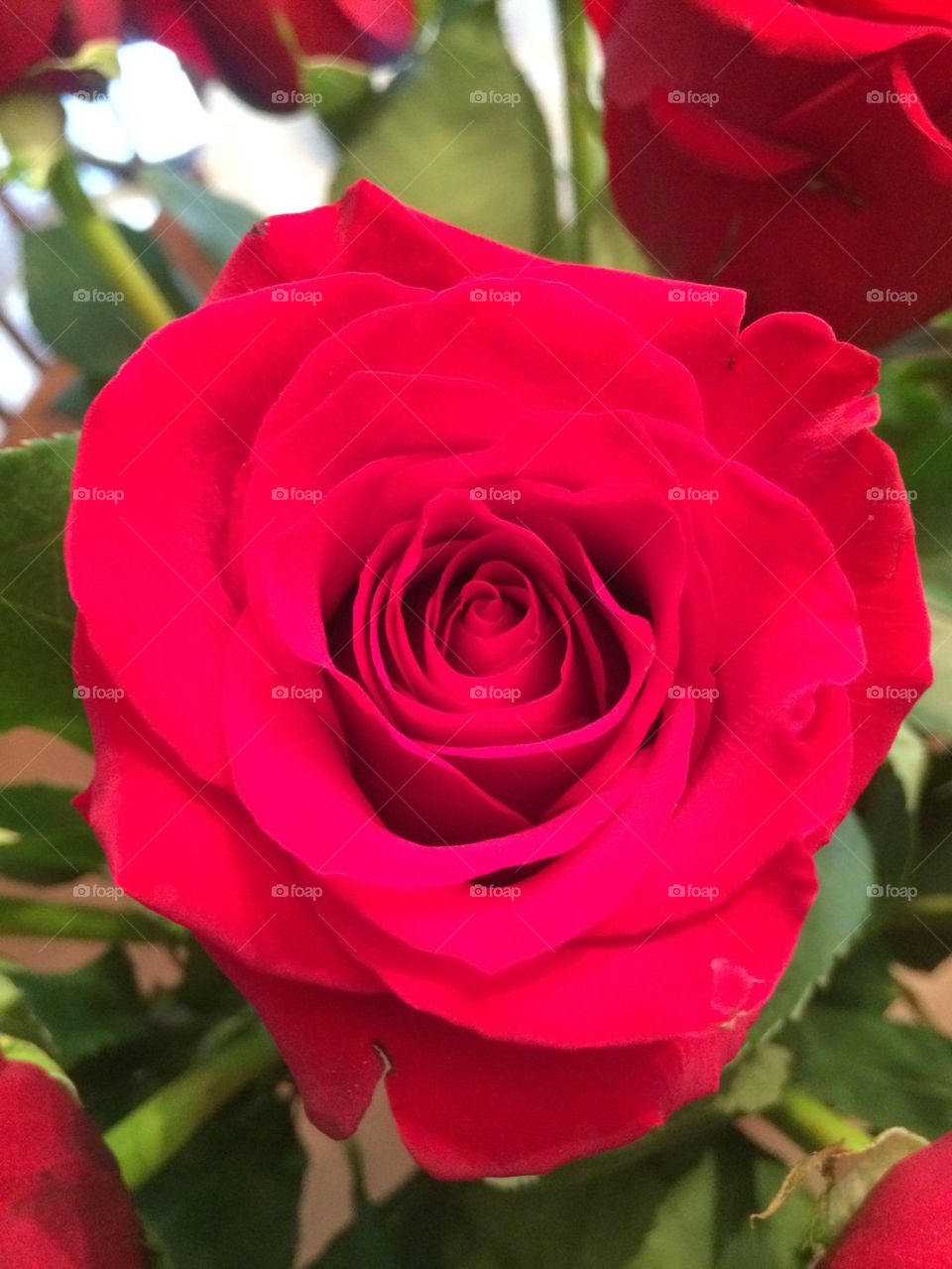 14th Rose