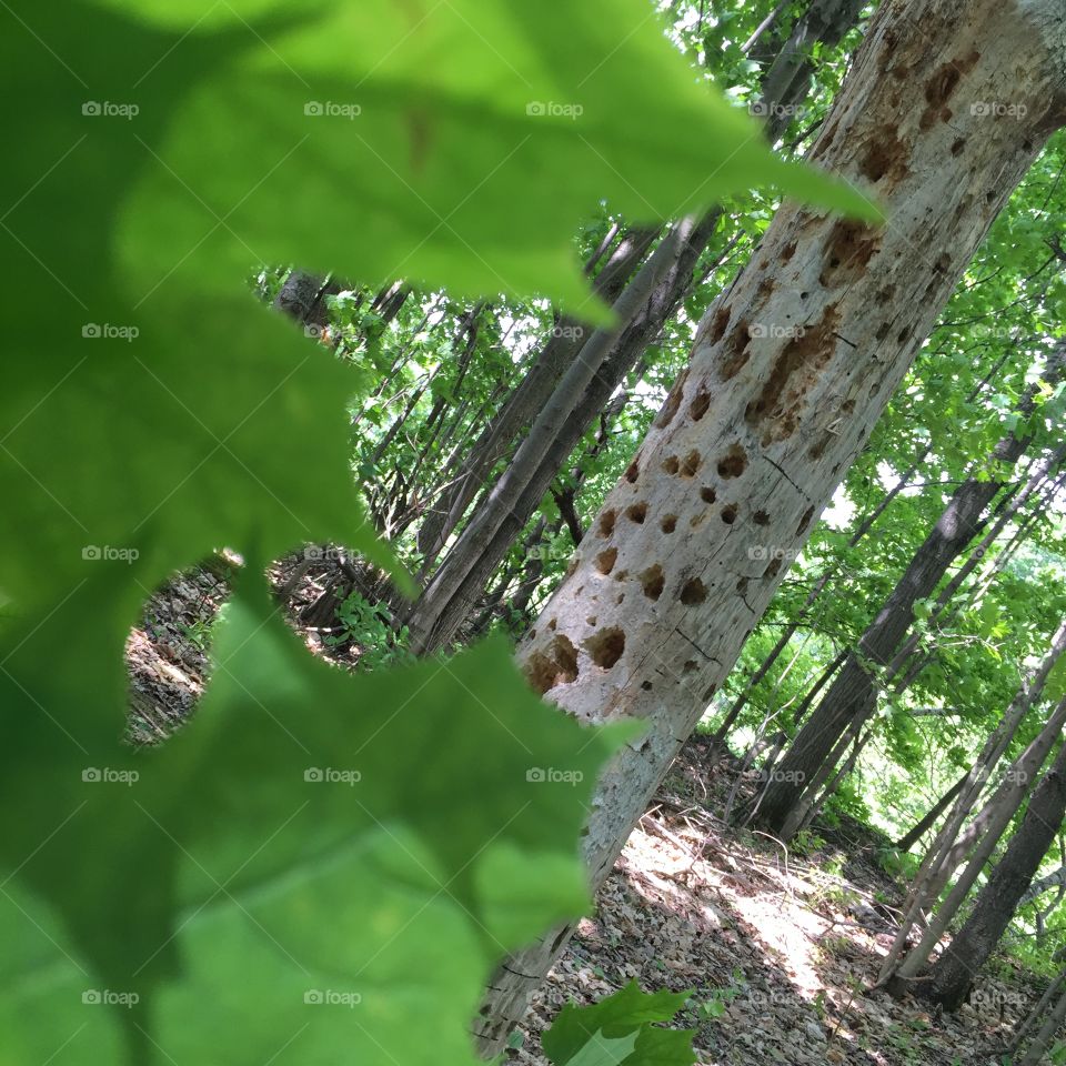 Wood pecked tree. Wood pecked tree