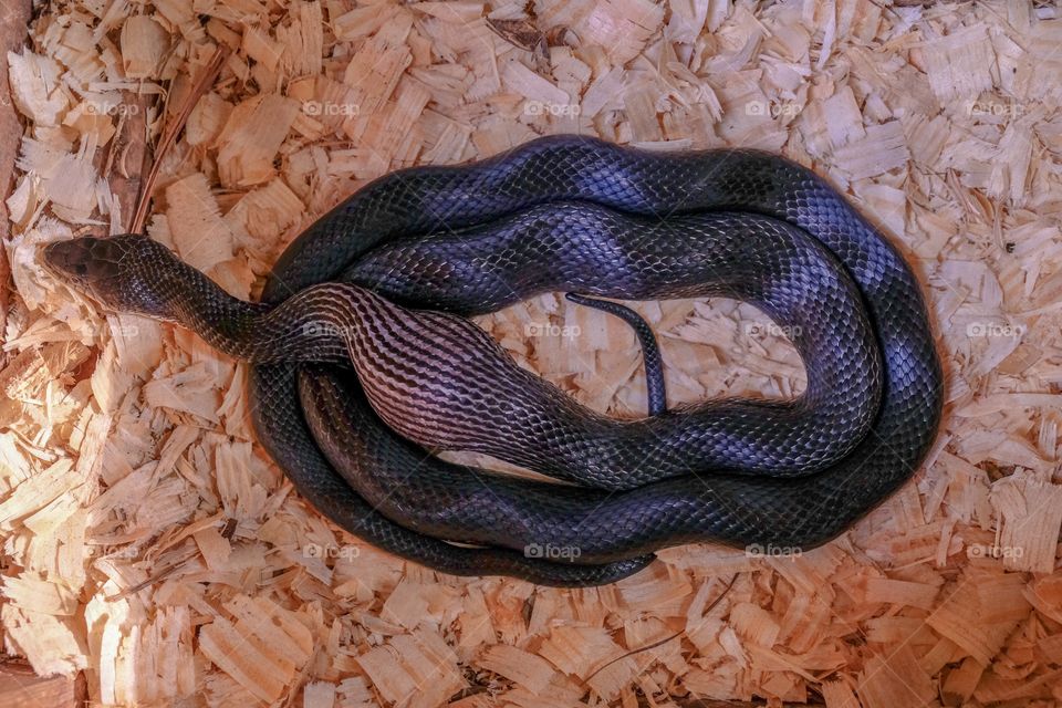 Foap, Glorious Mother Nature. An eastern rat snake (Pantherophis alleghaniensis) just swallowed a whole chicken egg. Happy snake, unhappy farmer. 