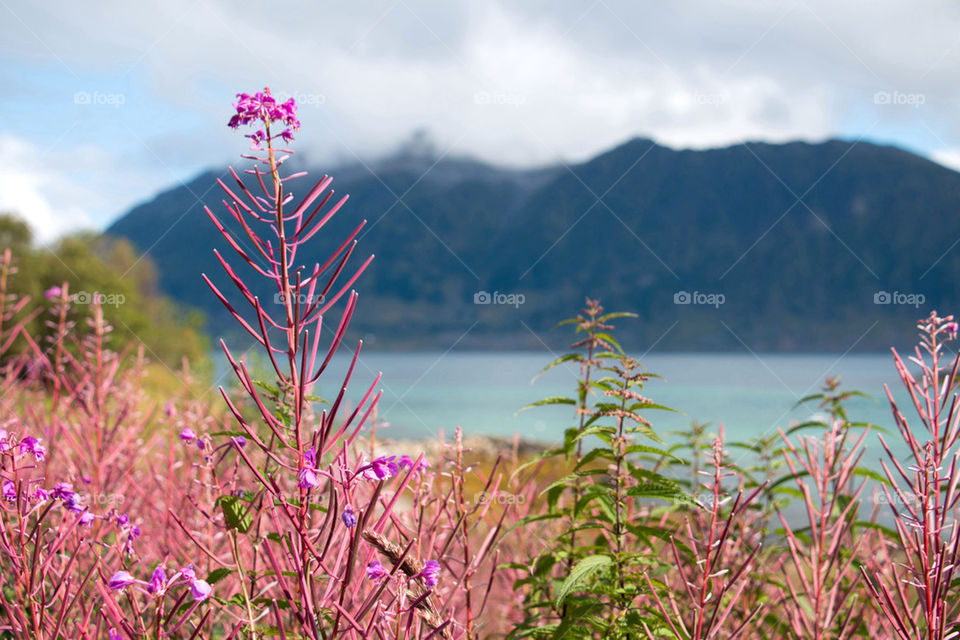 Flowering plant with mountain in background