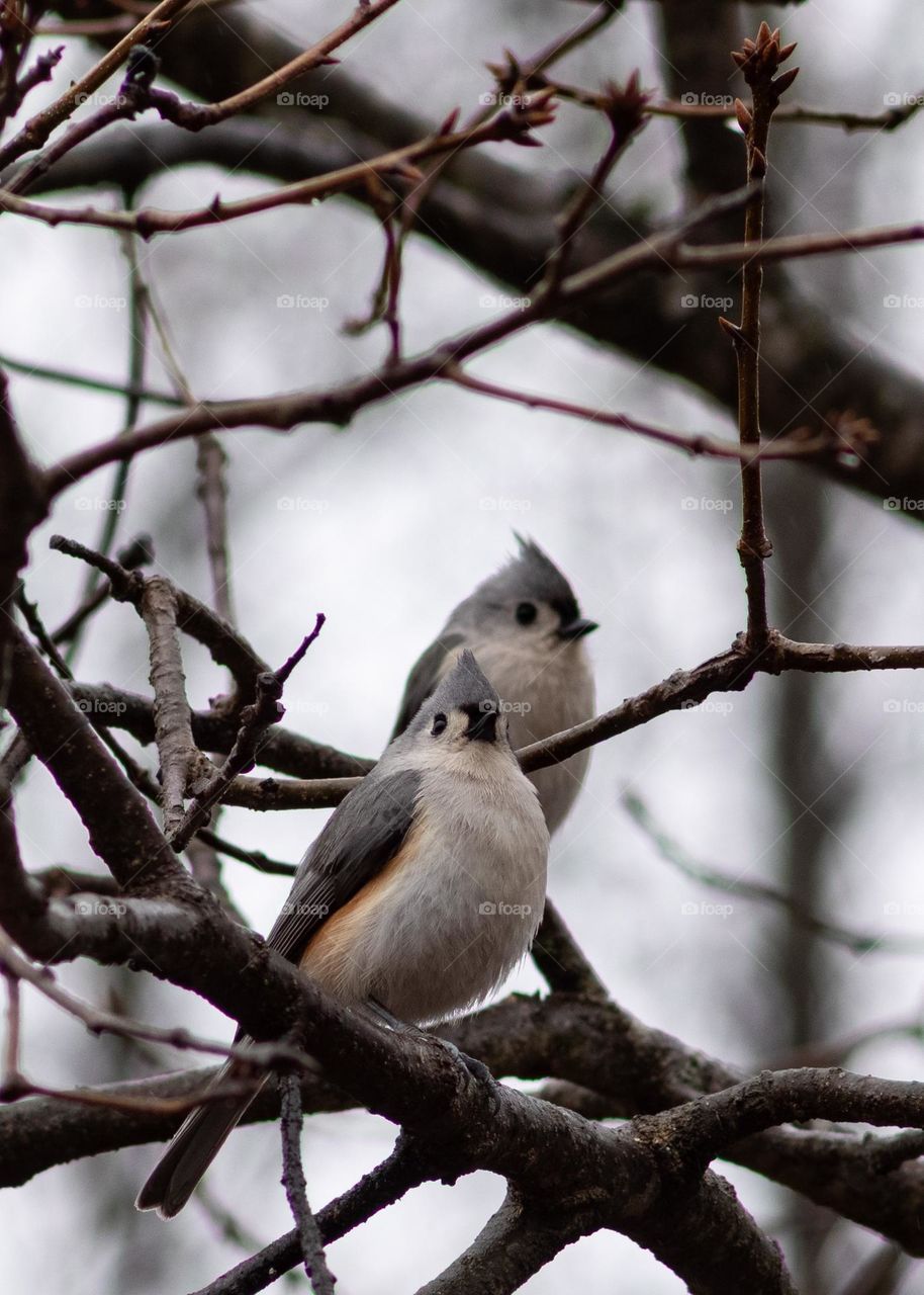 Tufted Titmice perches in a tree