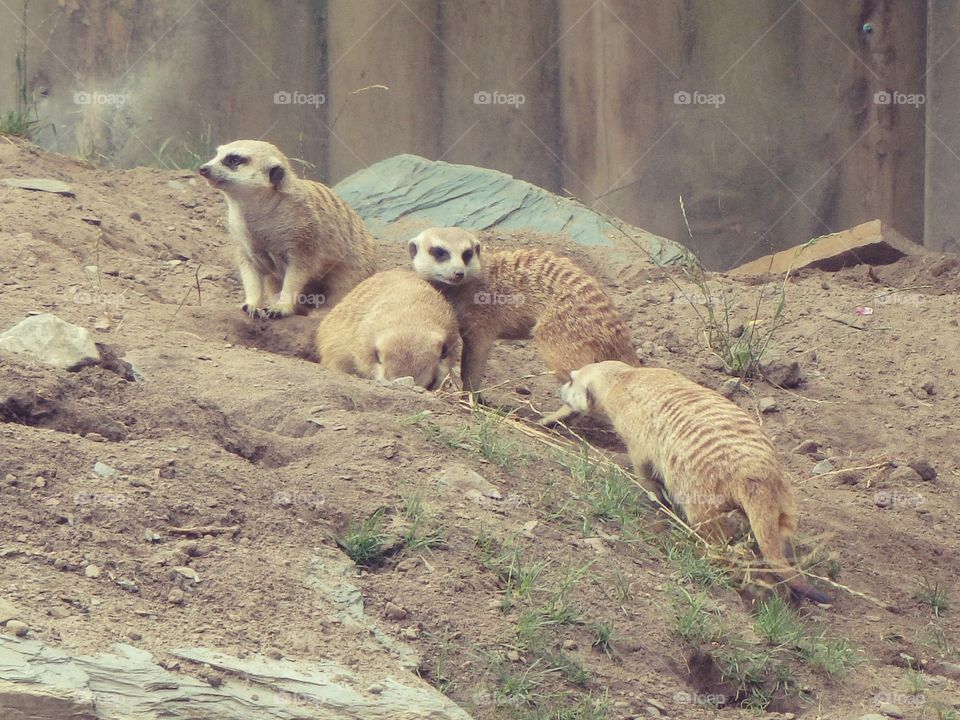 Meerkats