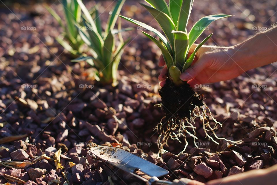 Planting agave