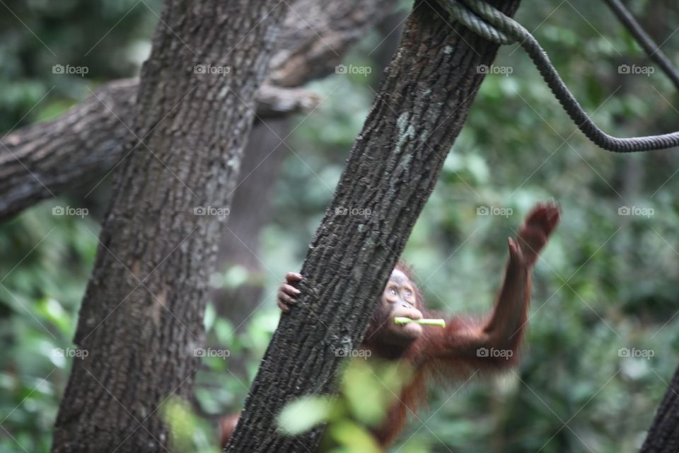 Playful baby Orangutan at rainforest, Kota Kinabalu, Malaysia 
