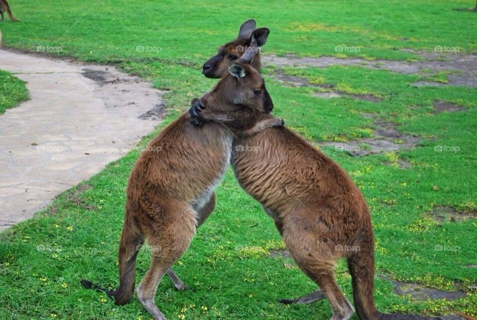 Australia Kangoo