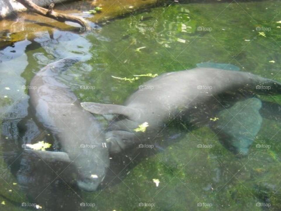 Manatees at zoo