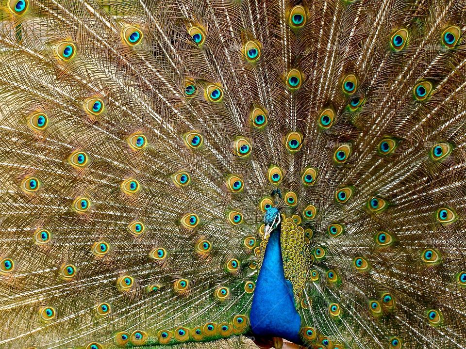 peacock