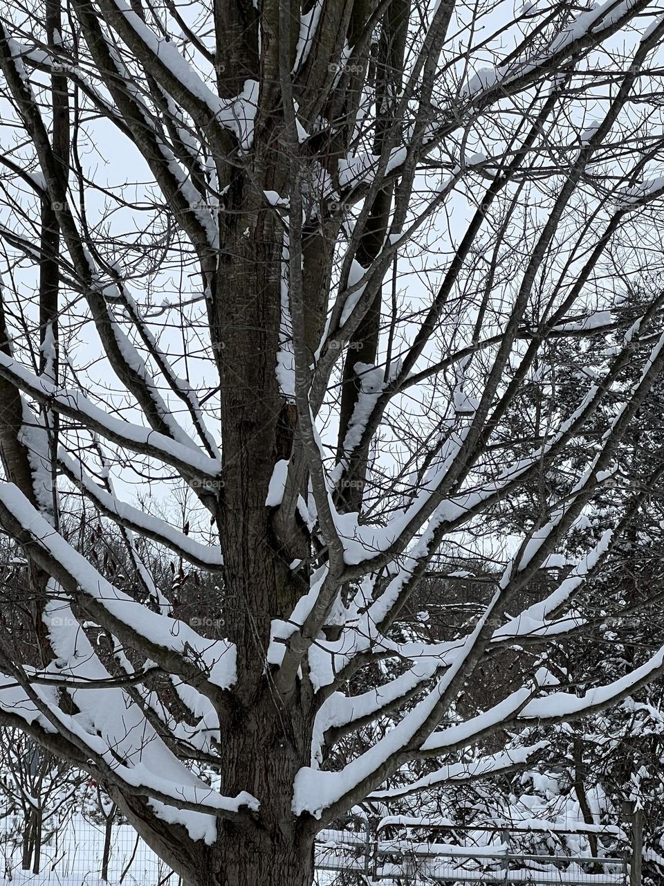 Branches covered in snow 