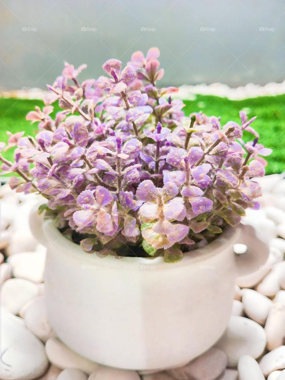 beautiful spurflower in vase at garden