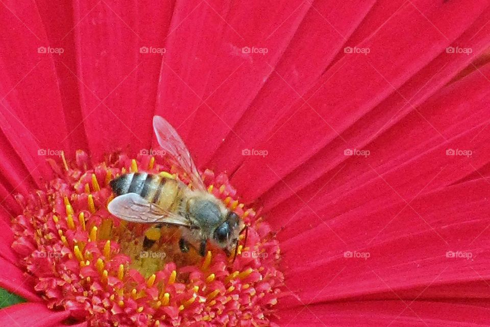 Macro shot of honey bee on flower