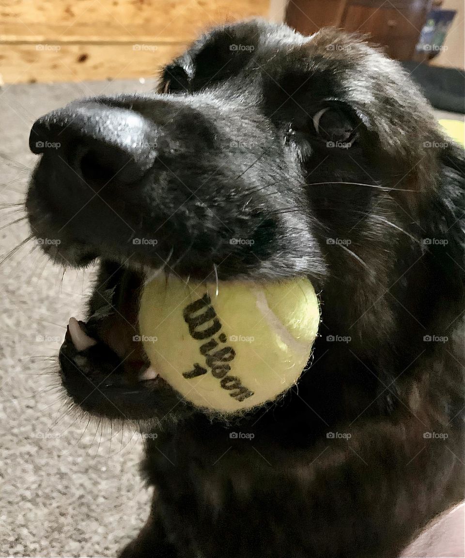 Happy Large Dog With A Yellow Tennis Ball In Her Mouth Looking At The Photographer.