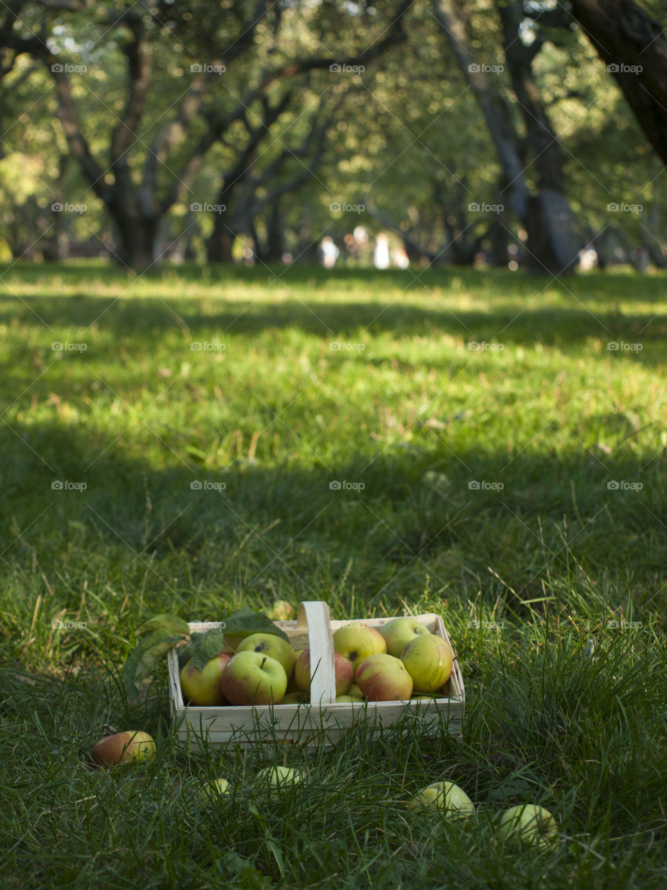 apple basket in a garden