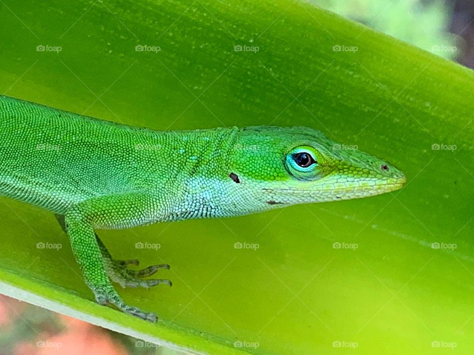 Green Anole Lizard - Green is a vibrant and eye-catching shade. It is a color you may use to make someone feel relaxed and calm or expand their imagination