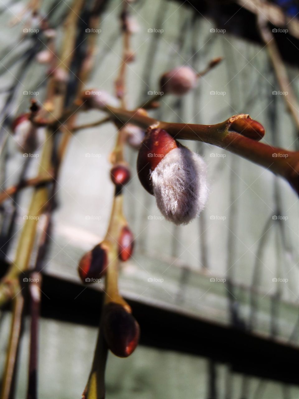 Catkins came out of the shells