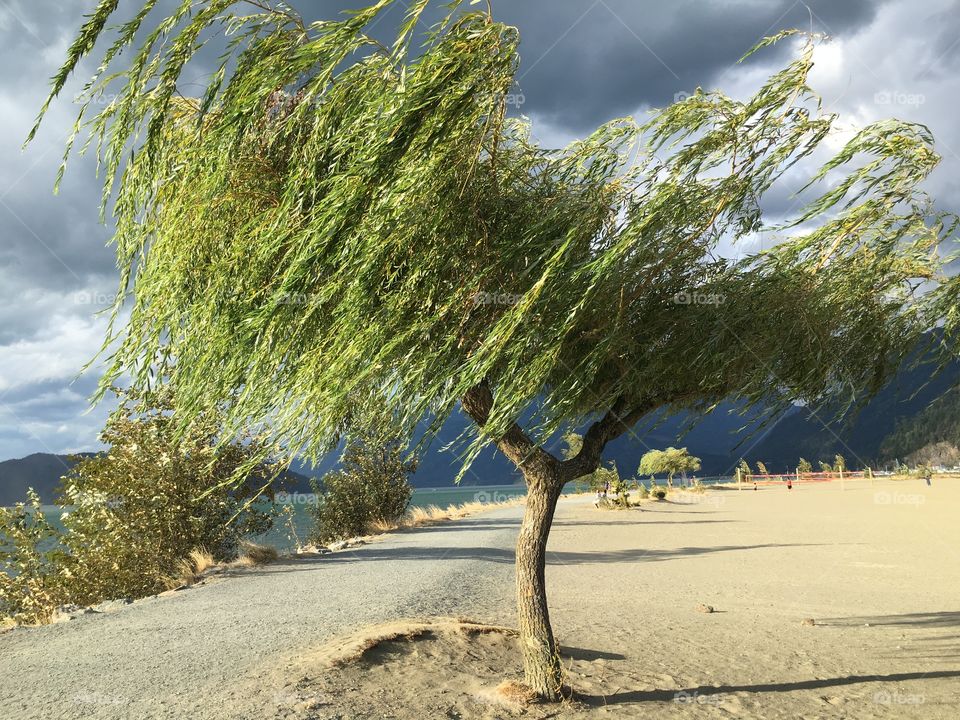 Single tree on landscape