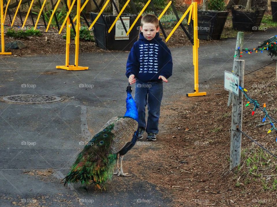 Boy confronts peacock