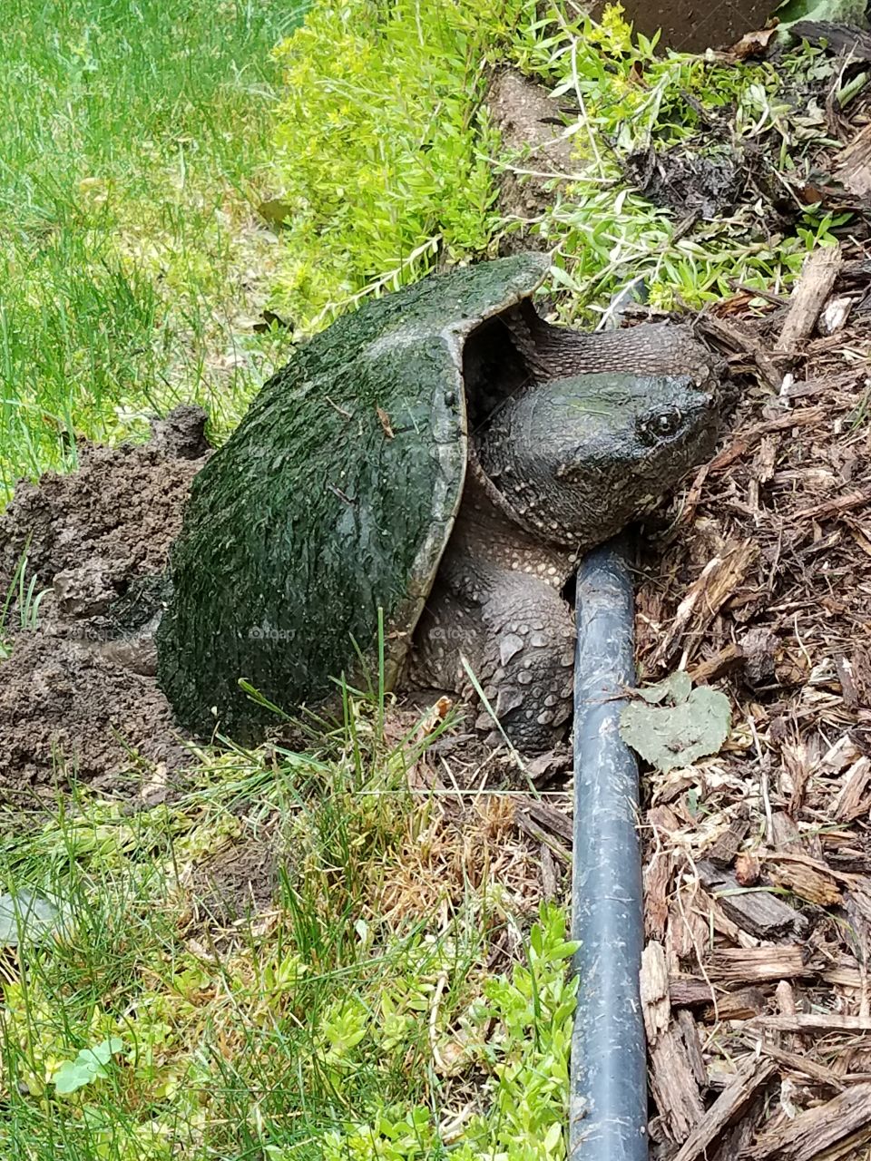 snapper laying eggs