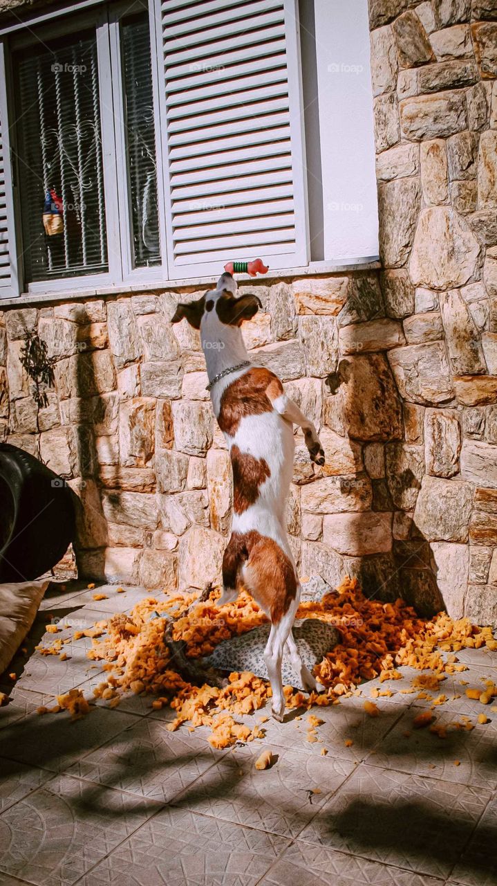 Beautiful portrait of a Dog jumping like a ballerina, beautiful lighting. 
Dog jumping to catch it's toy.