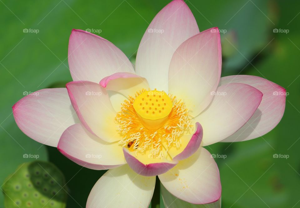 Pink Lotus with Yellow Seed Pod and Stamen