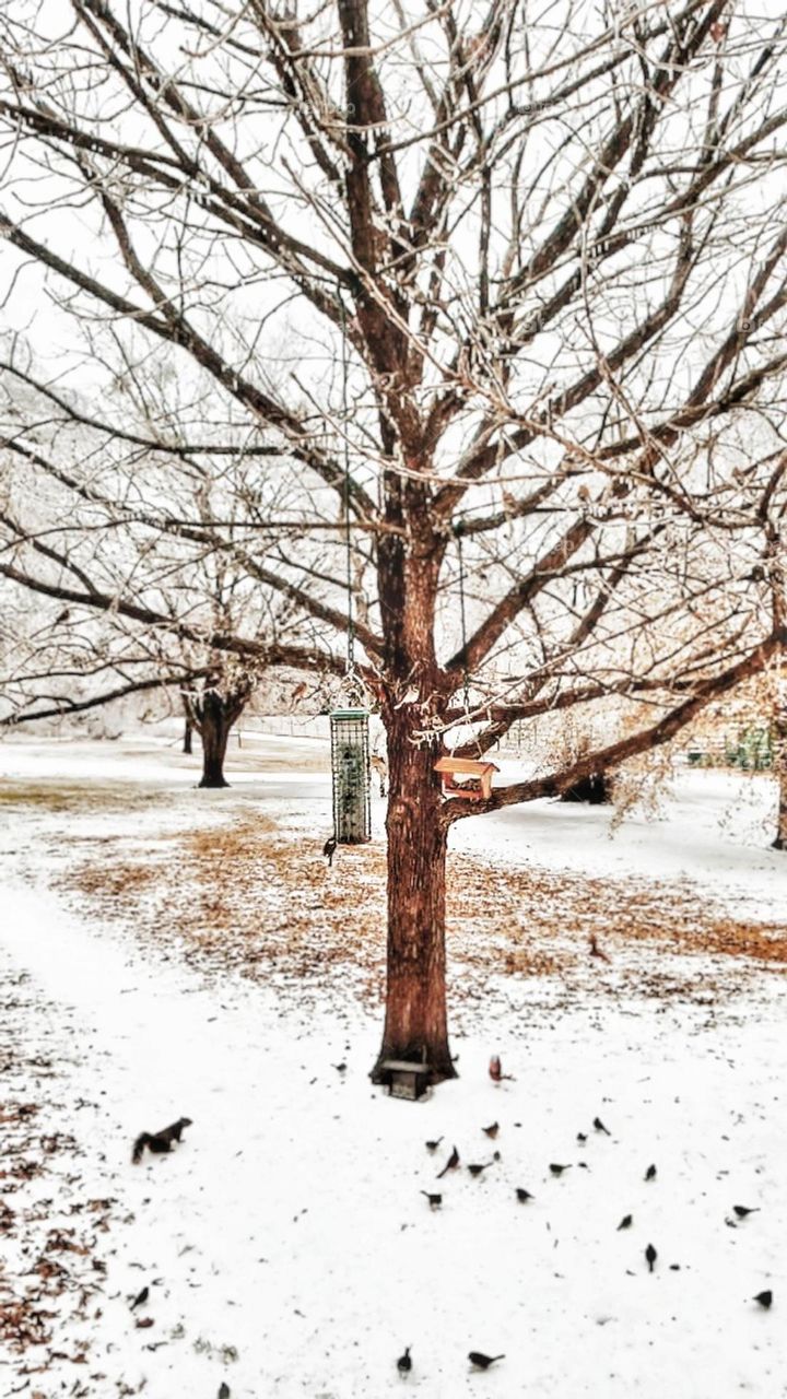 A tree with birdfeeders in winter ice & snow surrounded by birds & a Squirrel eating seeds