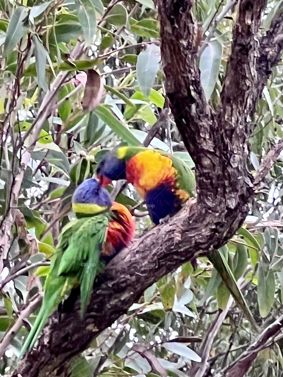 A spring baby lorikeet being fed by mum high up in a gum tree in the afternoon sun 