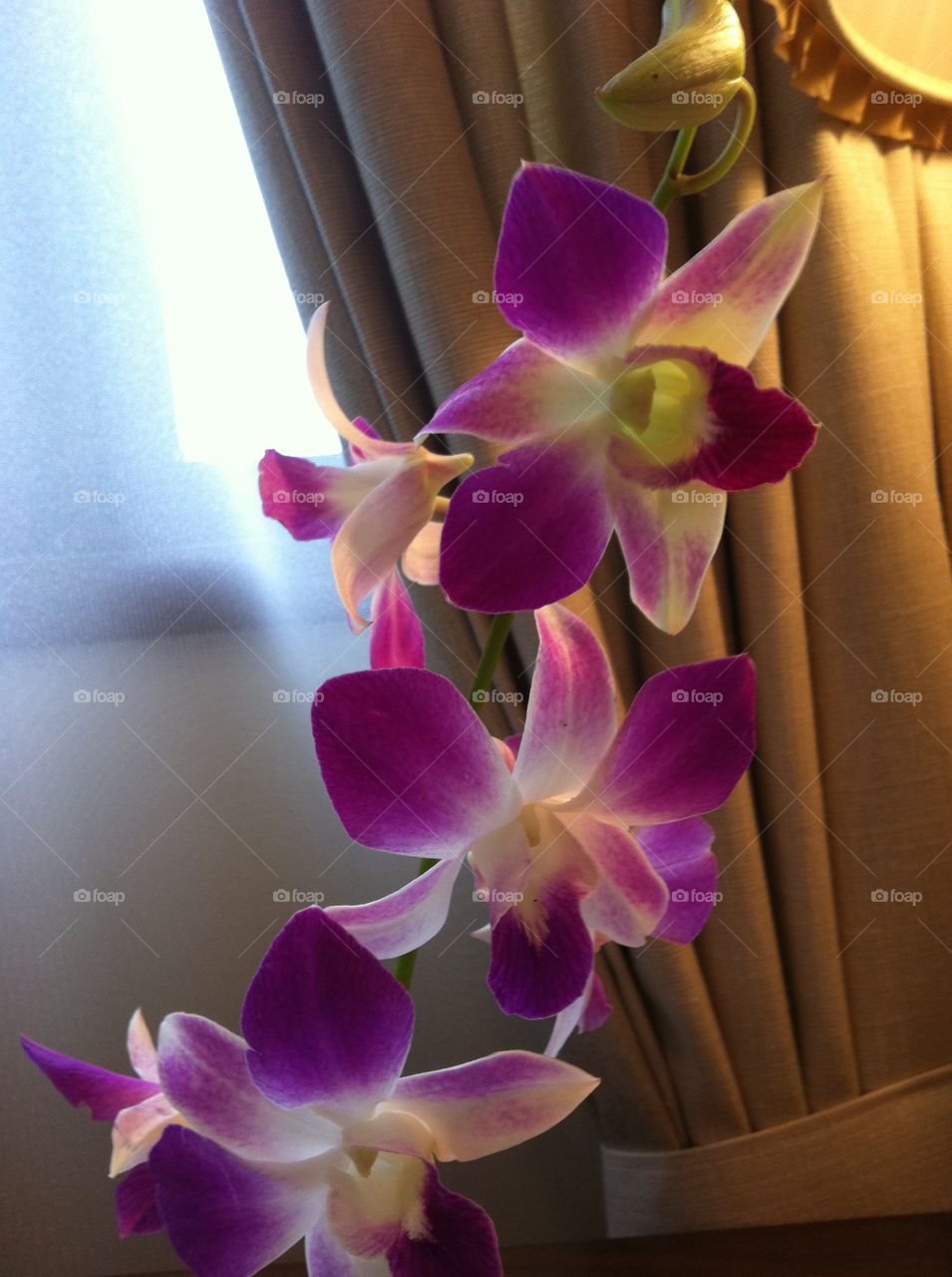 Room freshener. a spray of orchids