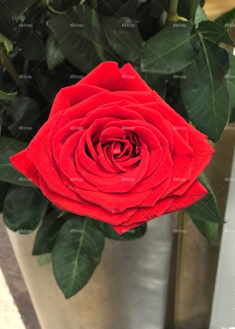 One red rose in full bloom 