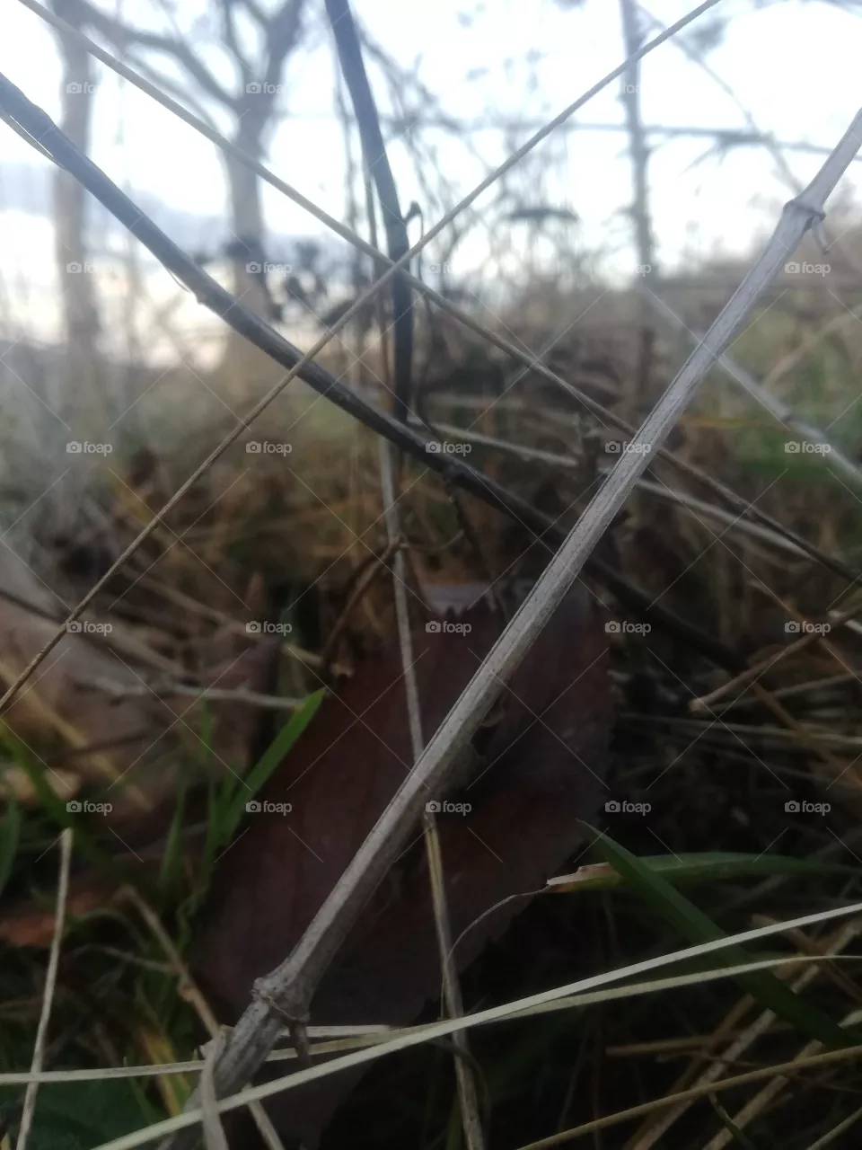 Natur