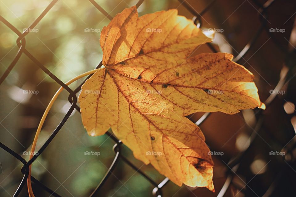 Yellow autumn leaf 