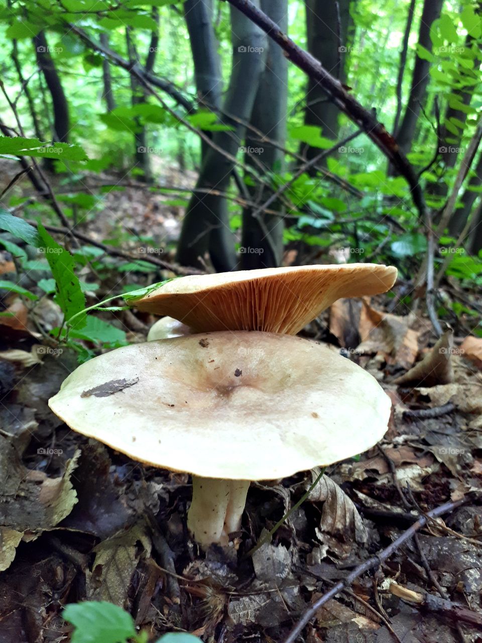 lactarius trivialis