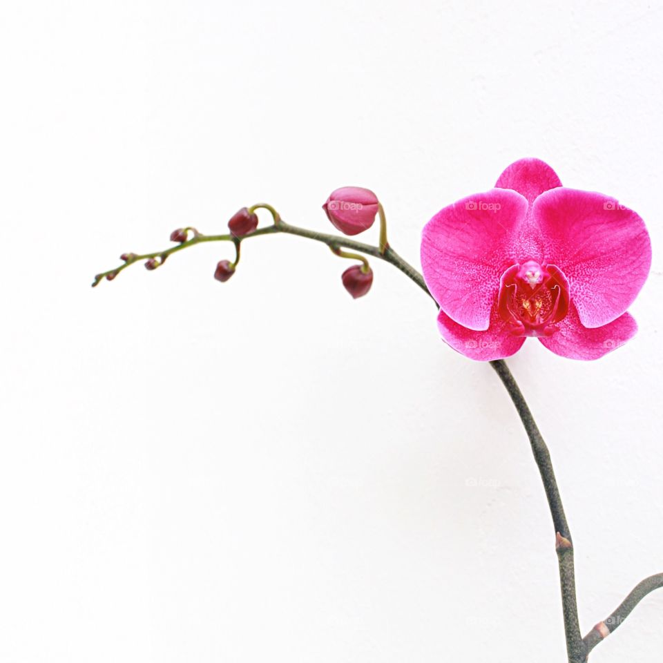 Blooming Orchid I.
