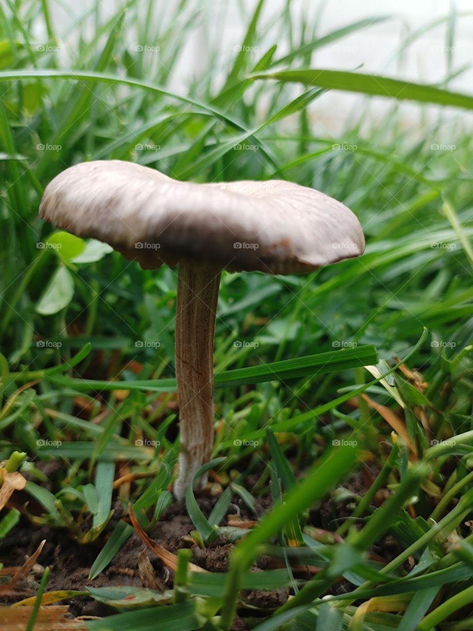 Mushroom